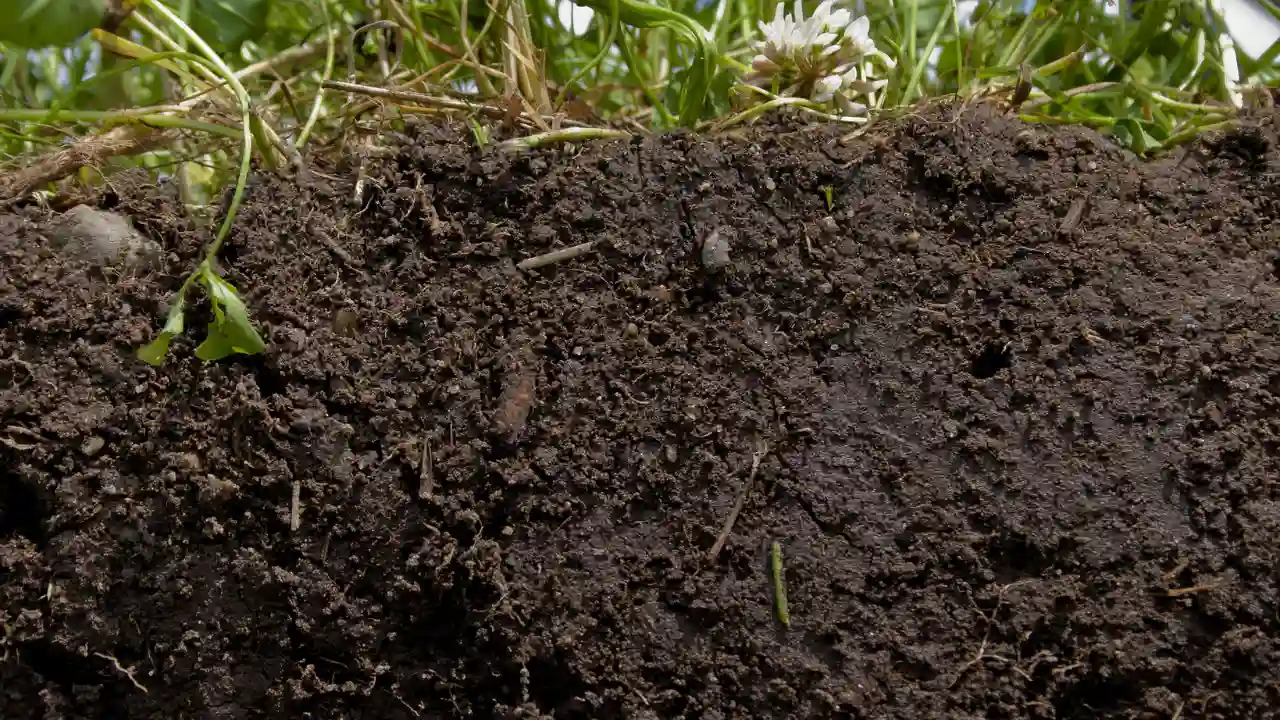 Why Do Organic Bananas Taste Better? 1 Healthy soil