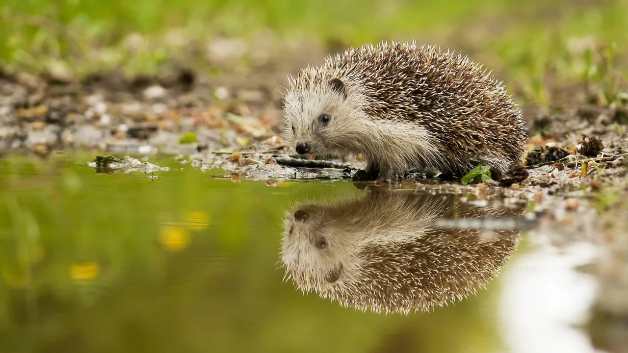 Can Hedgehogs Swim? 1 Hedgehogs Swim