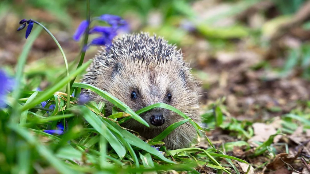 Can Hedgehogs Swim? 2 Hedgehogs