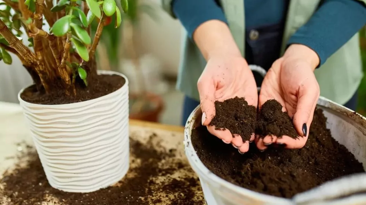 5 Best Organic Potting Soil For Herbs 2 Herbs need organic soil