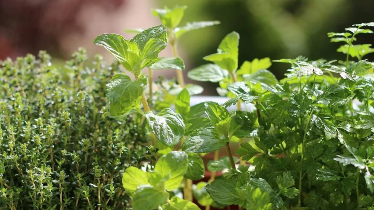 Herbs