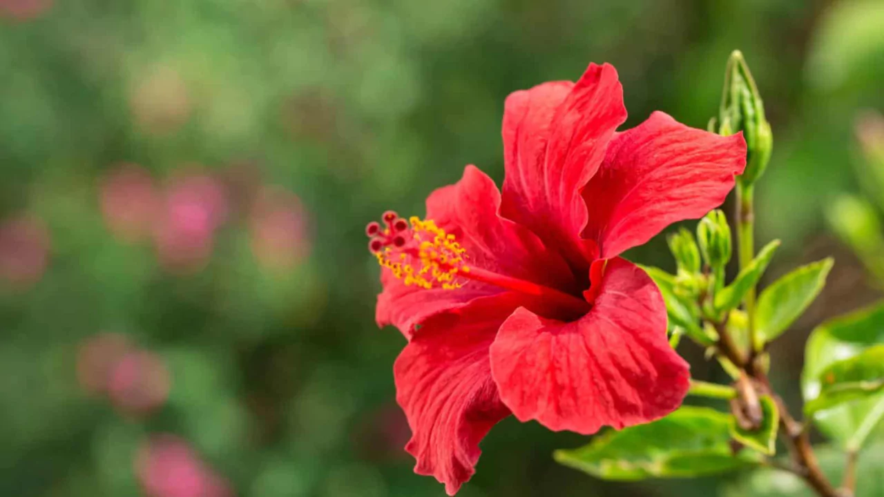 20 Indoor Plants With Red Flowers