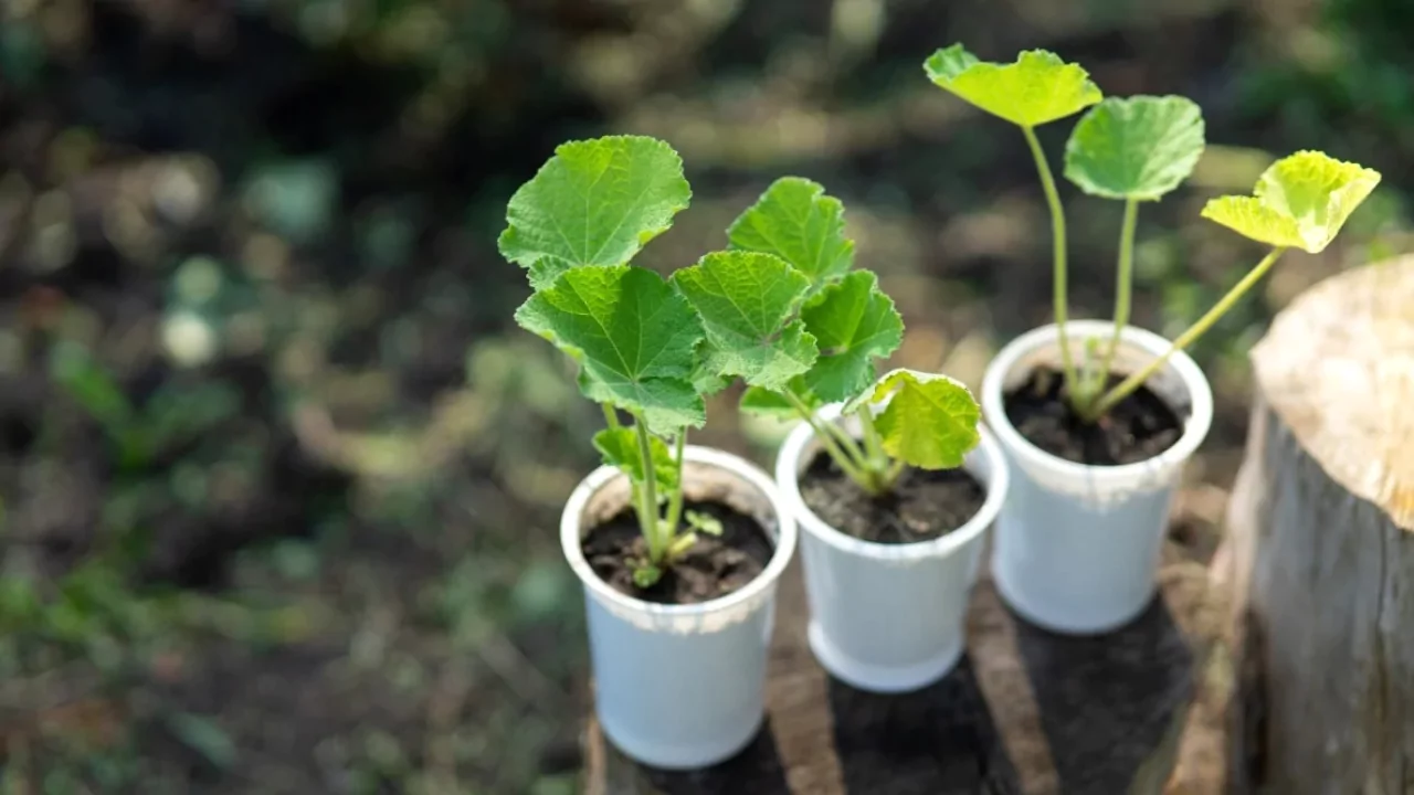 Can Hollyhocks Be Grown In Pots? 3 Hollyhocks can start growing in pots