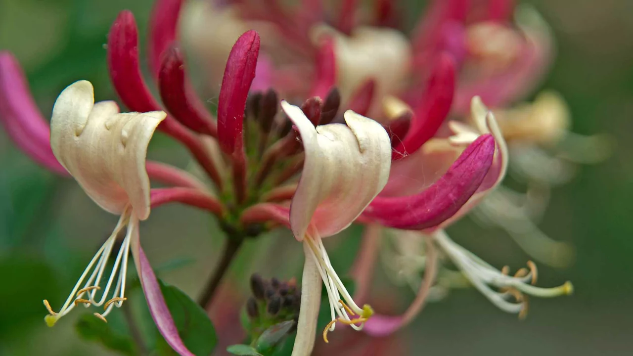 Honeysuckle Trees Full Guide