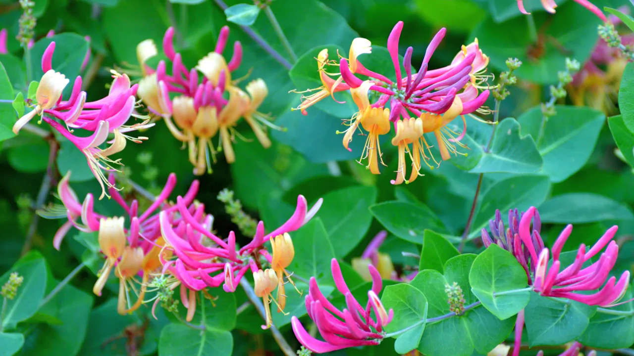 Honeysuckle flowering