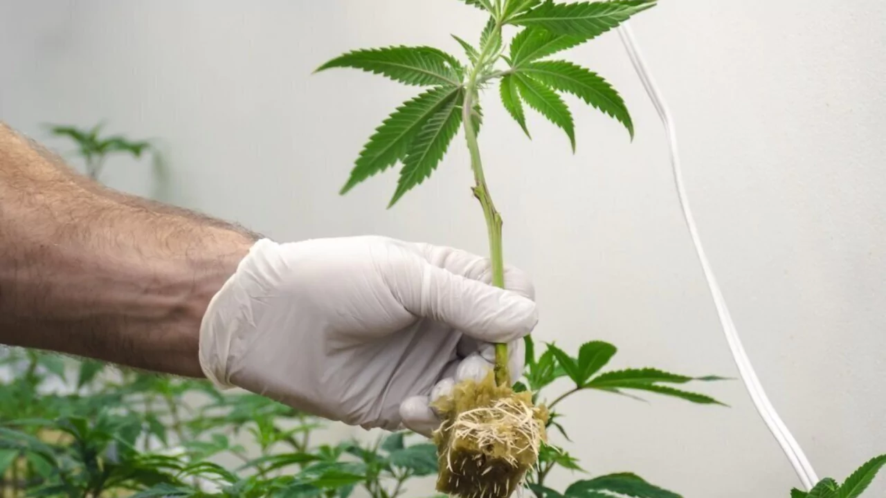 How to Quicken Rooting in Clones
