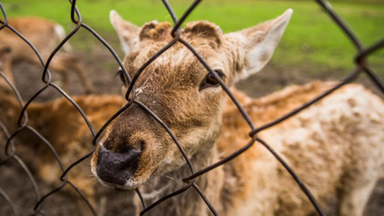 Install deer fences