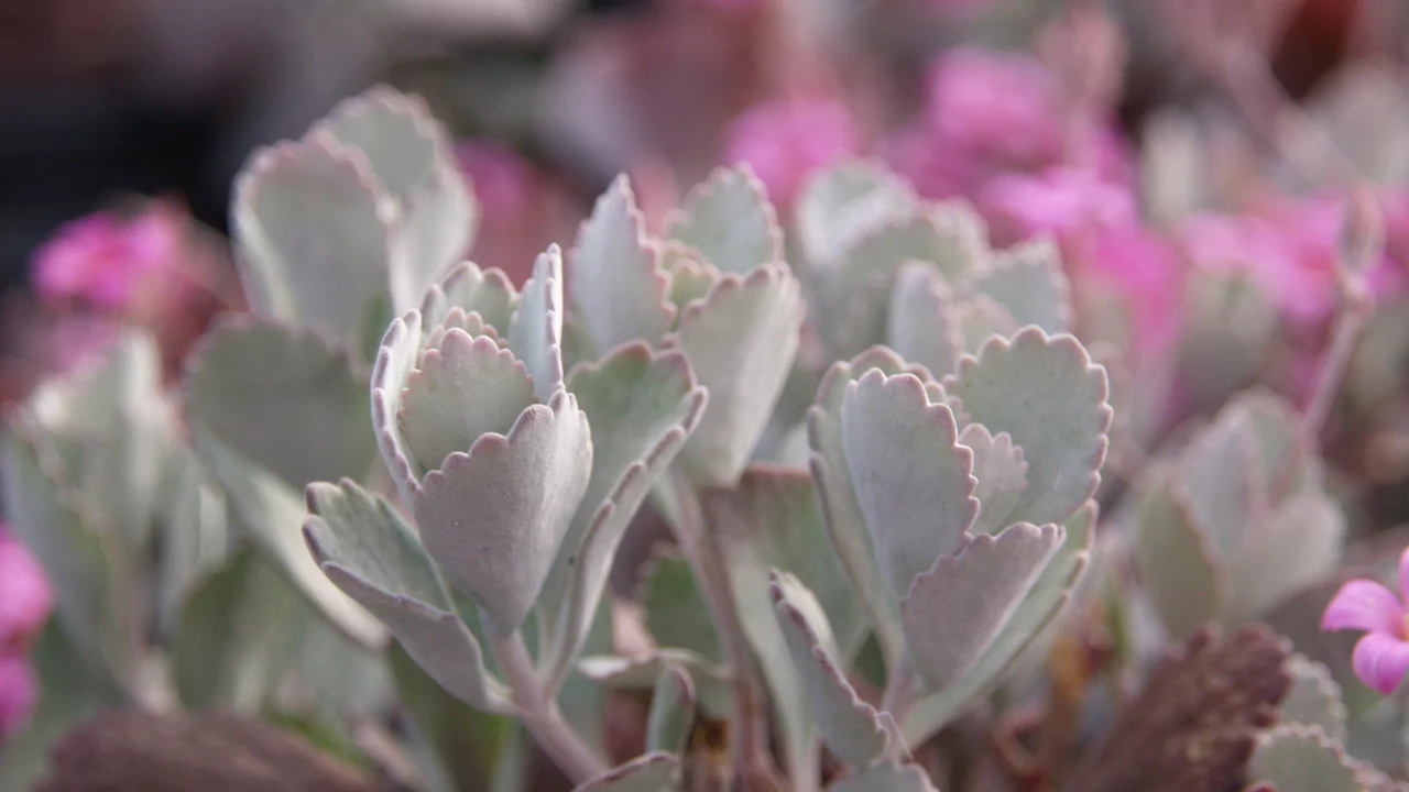 Kalanchoe Pumila