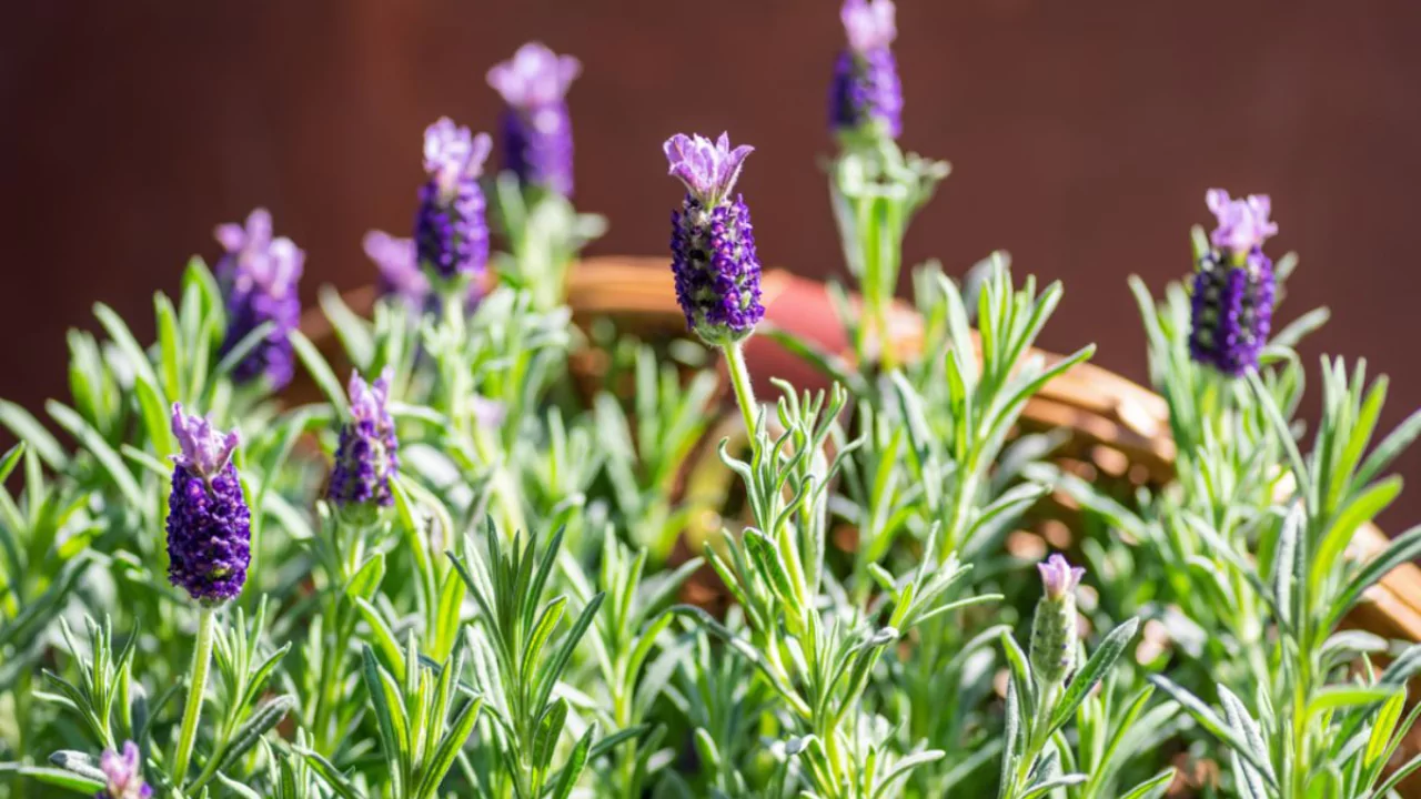 8 Plants That Do Not Like Pine Needles 7 Lavender