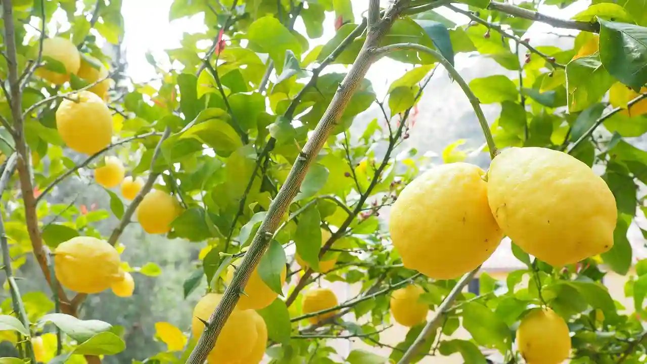 21 Yellow Fruits