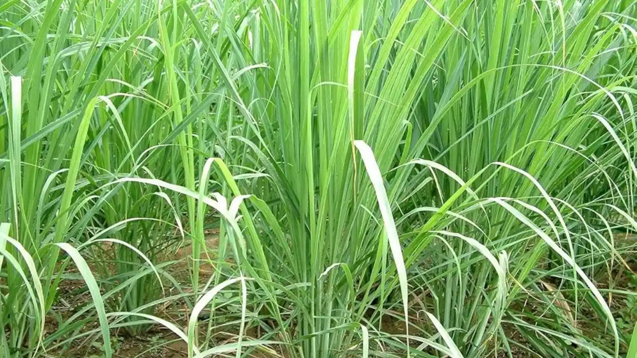 How to Grow and Use Citronella Plants – Complete Guide 5 Lemongrass
