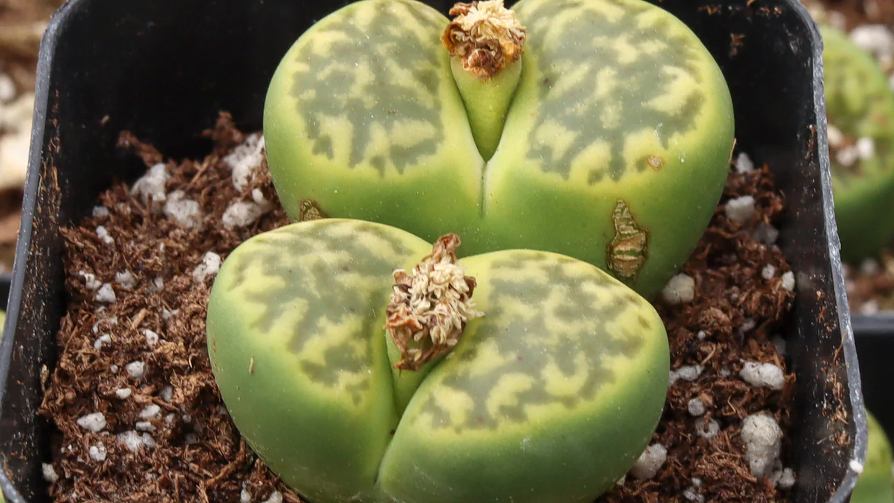 Lithops