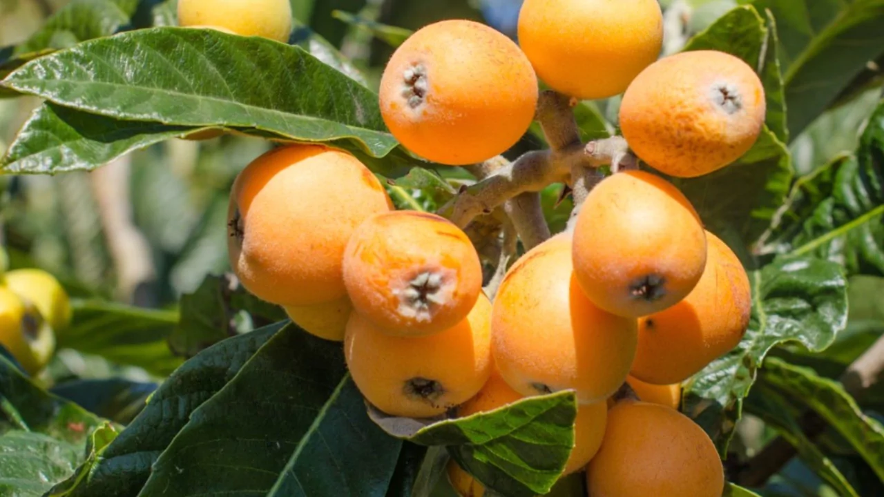 21 Yellow Fruits – Some May be New to You! 10 Loquat