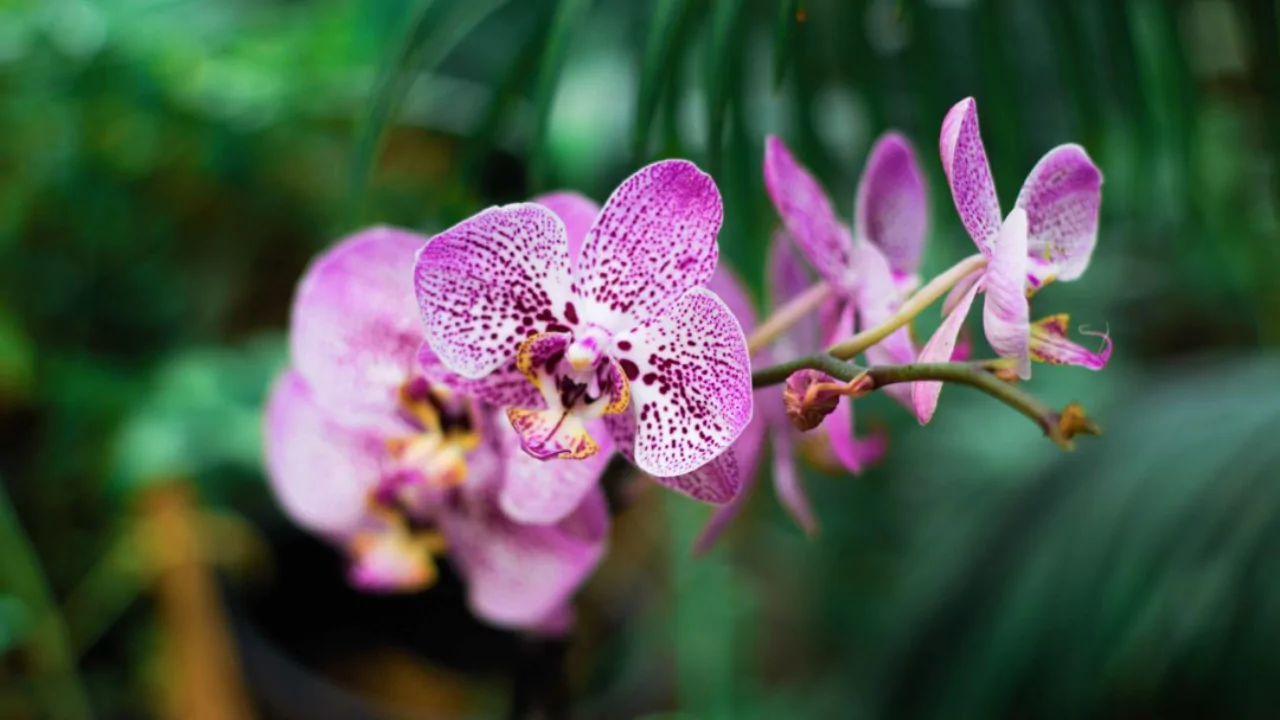 Magnificent Orchids