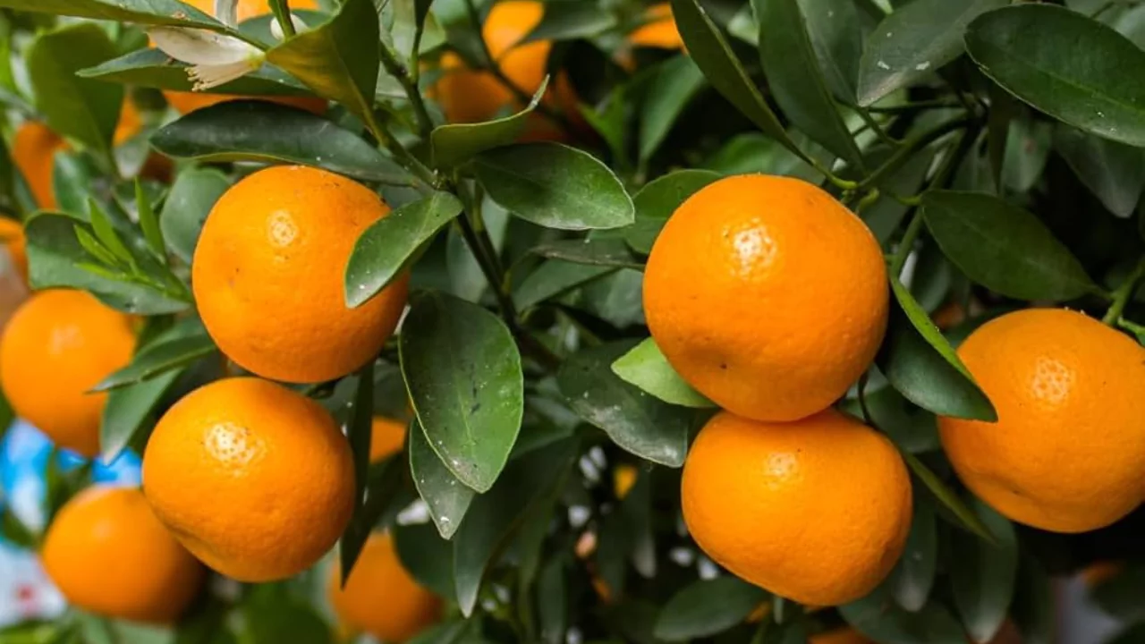What’s The Difference Between Clementines Vs Mandarin Oranges? 3 Mandarin oranges tree
