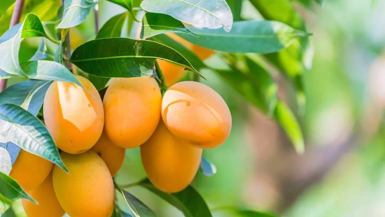 21 Yellow Fruits – Some May be New to You! 11 Mango