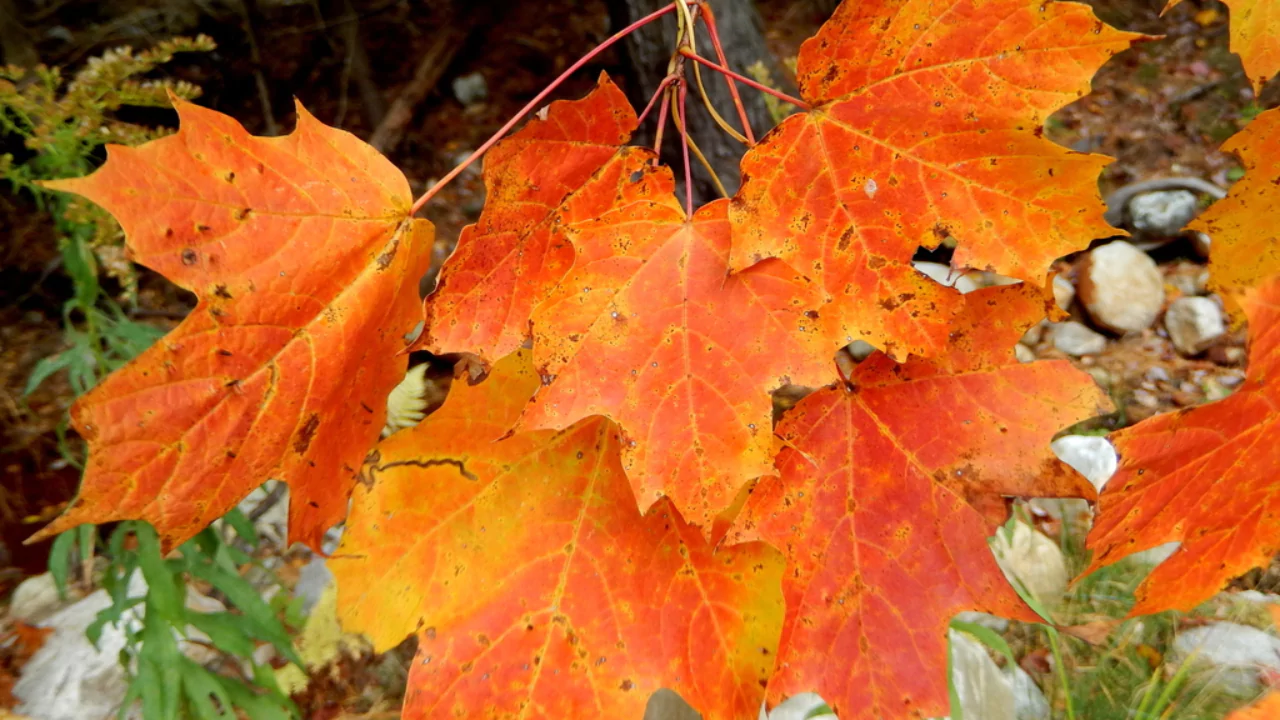 Maple Tree Life