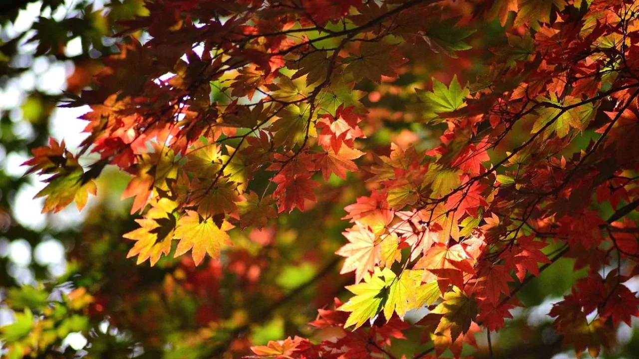 Maple trees