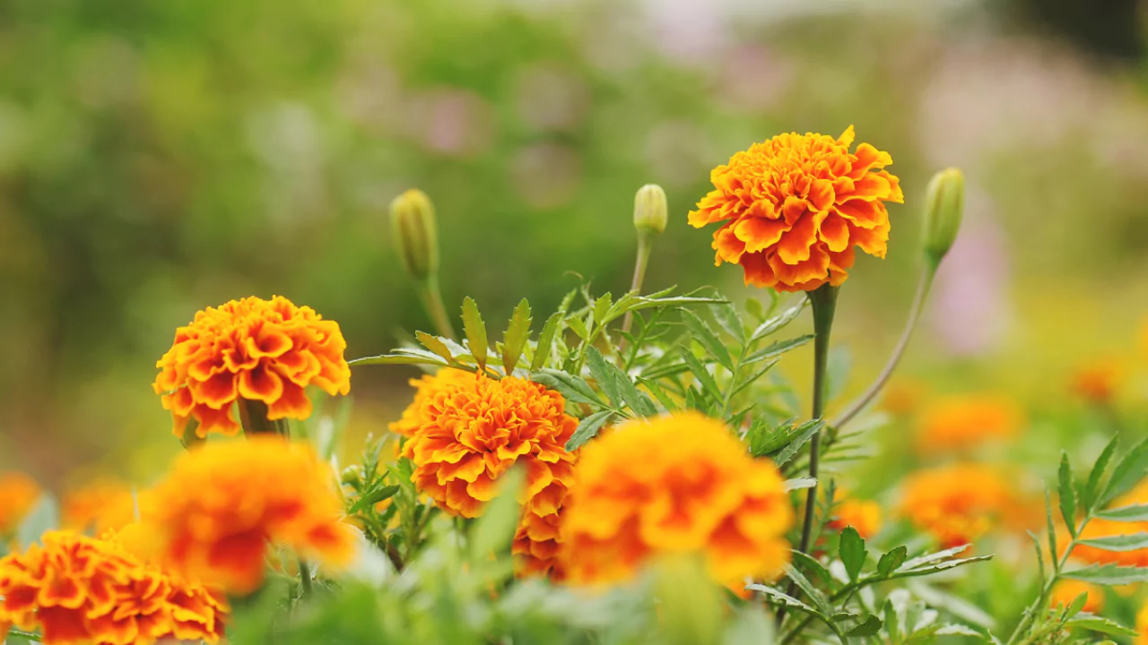 11 Low Maintenance Balcony Plants
