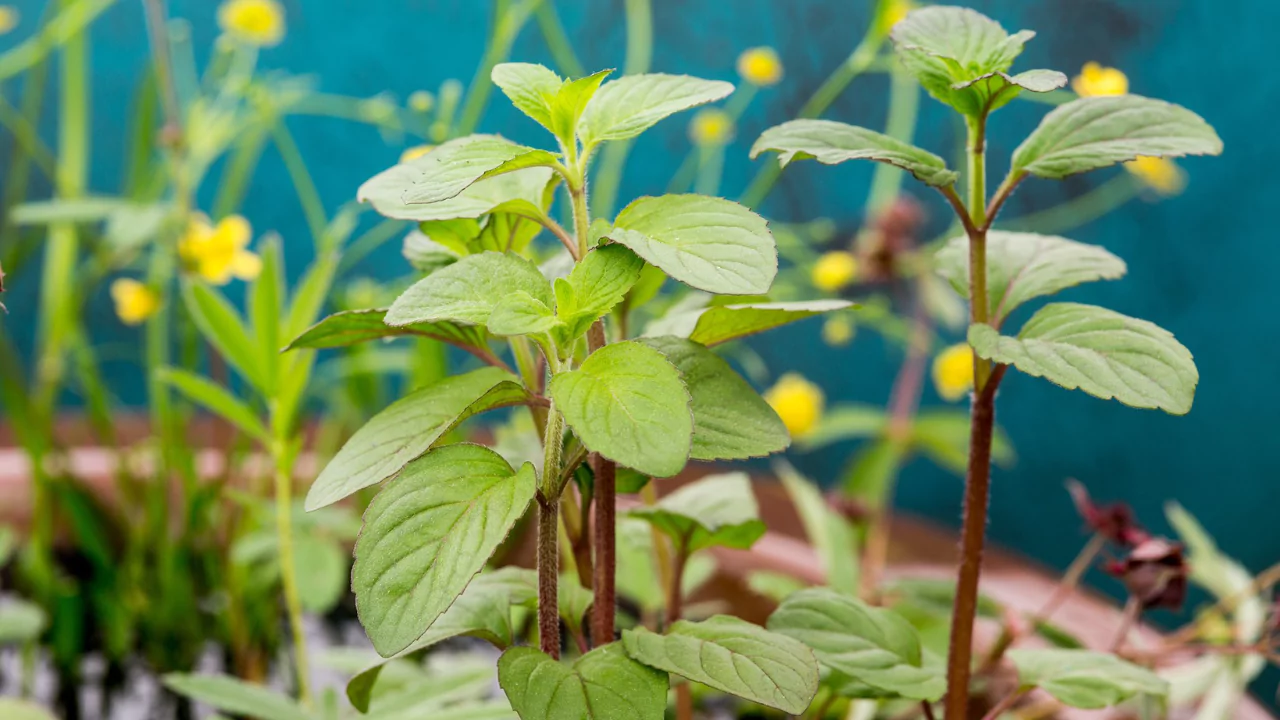 Can You Grow Herbs Indoors Without Sunlight