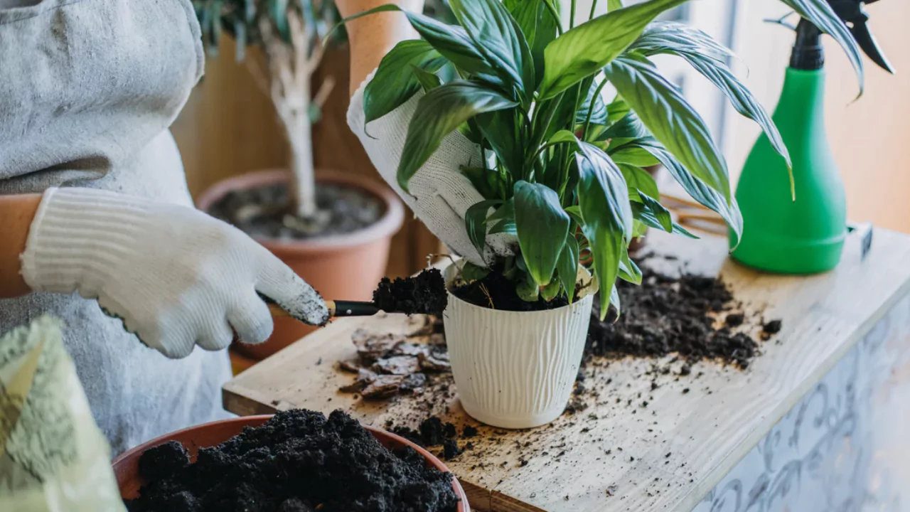 Miracle gro alternatives