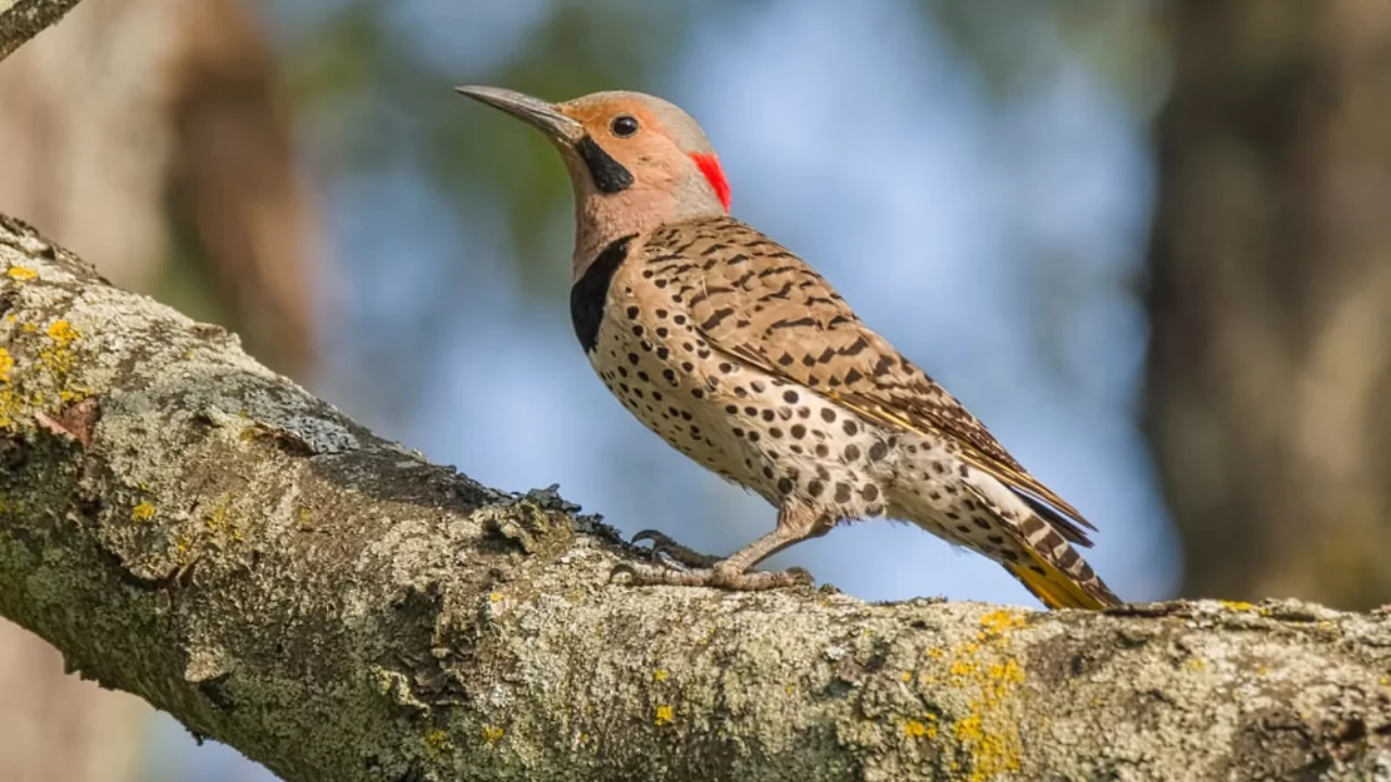 Everything You Need To Know About Woodpeckers In Missouri 1 Missouri