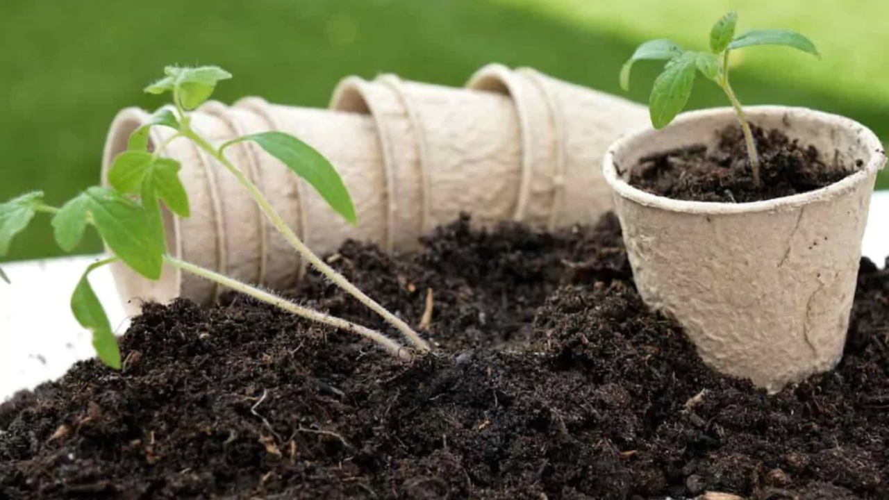 Can Hollyhocks Be Grown In Pots? 4 Mixing potting soil