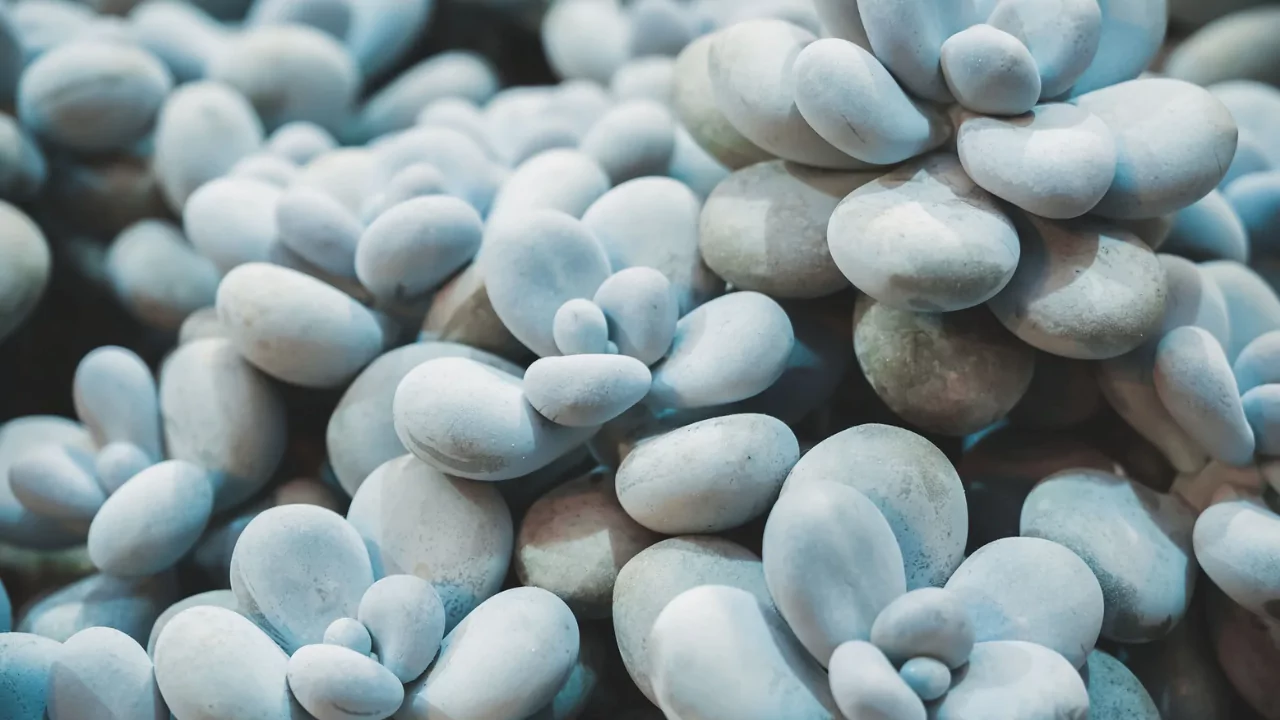 Moonstone Plant