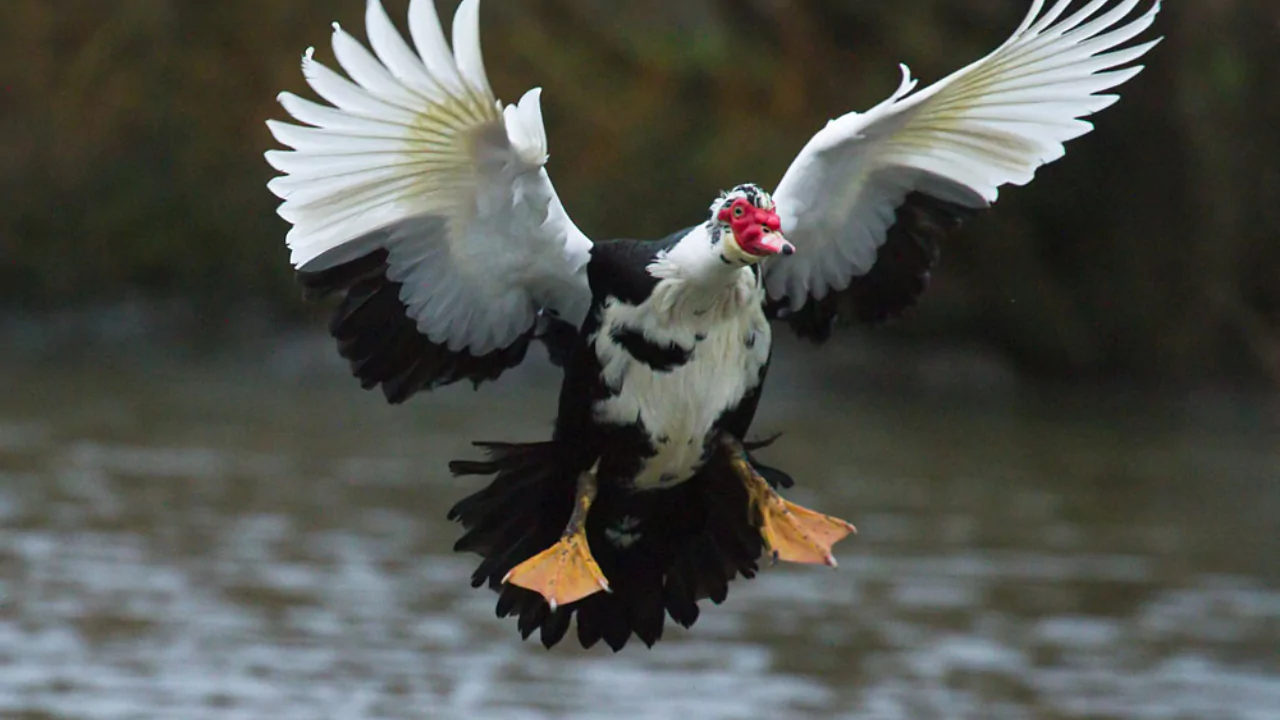 Can Muscovy Ducks Fly? 3 Muscovy Ducks can fly away
