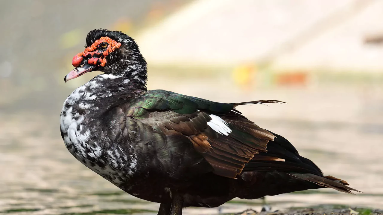 Can Muscovy Ducks Fly? 2 Muscovy duck behaviors