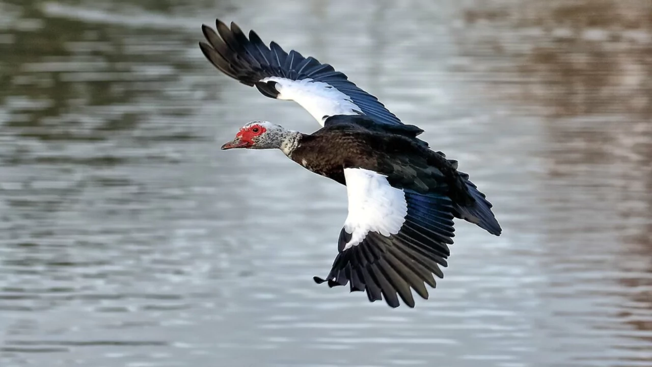 Can Muscovy Ducks Fly? 1 Muscovy duck trying to fly