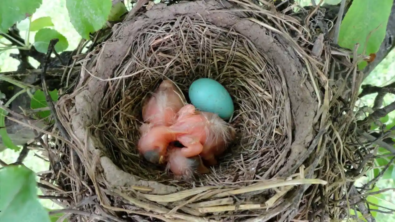 When Can Baby Robins Feed Themselves? 3 Newborn robins