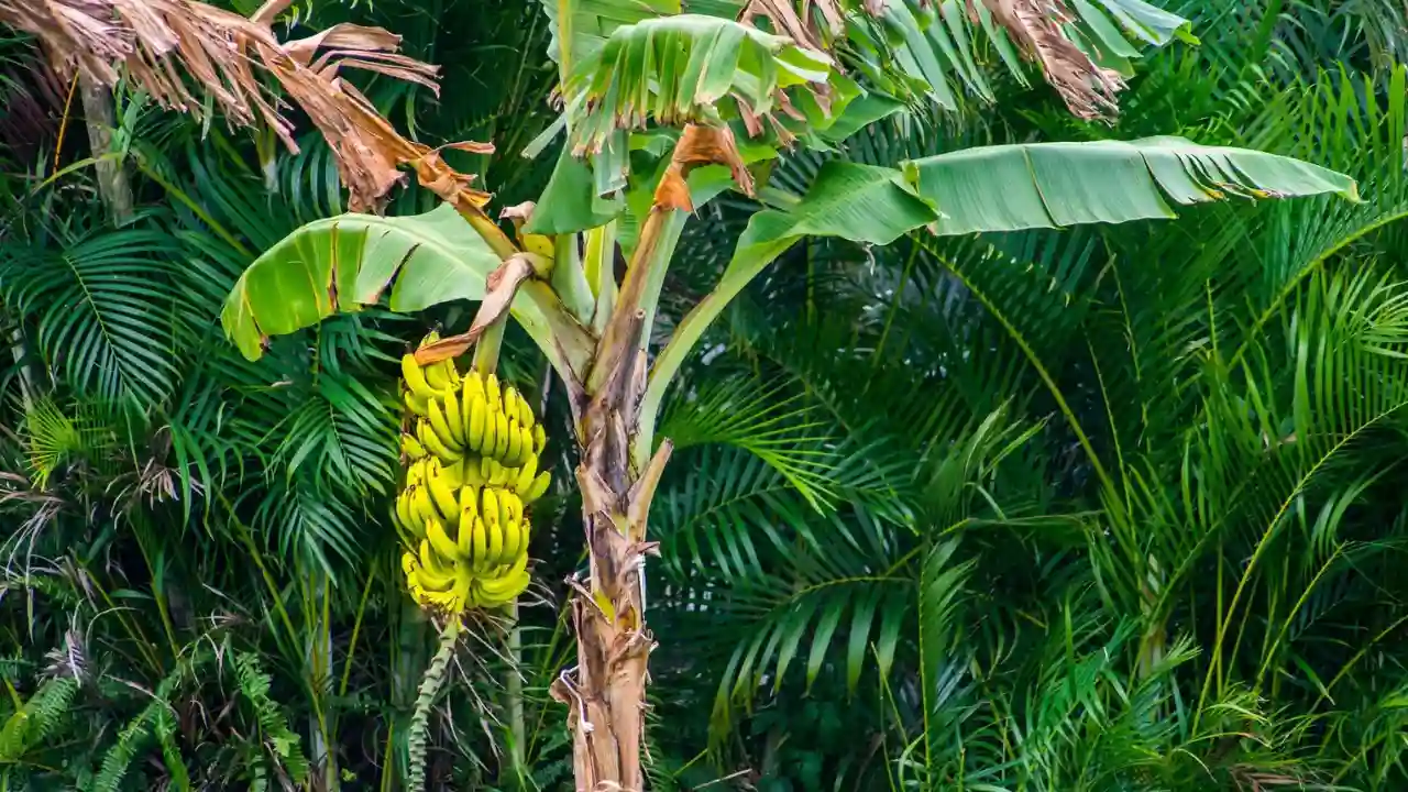 Why Do Organic Bananas Taste Better? 4 Organic bananas 1