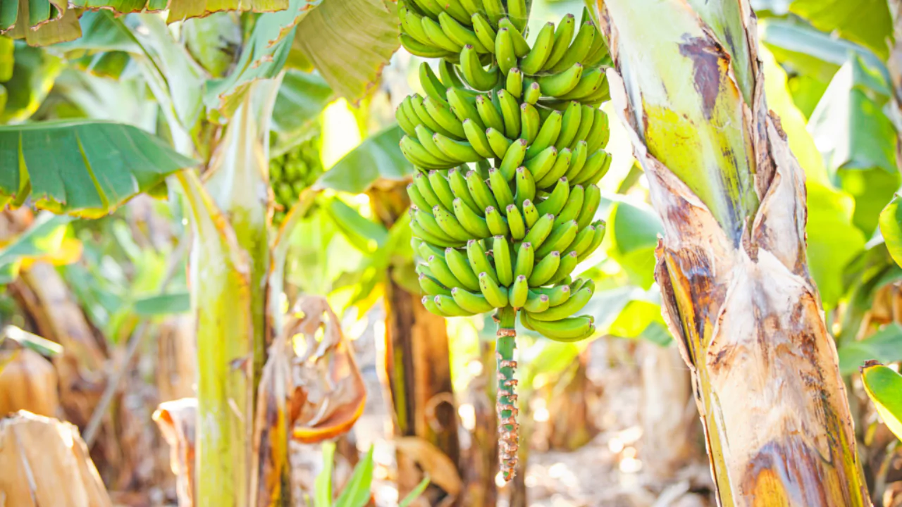 Do Organic Bananas Turn Yellow? 2 Organic bananas 2