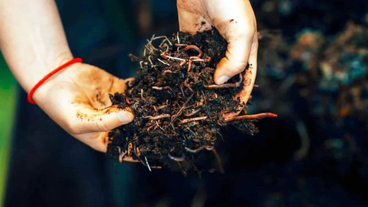 Organic soil