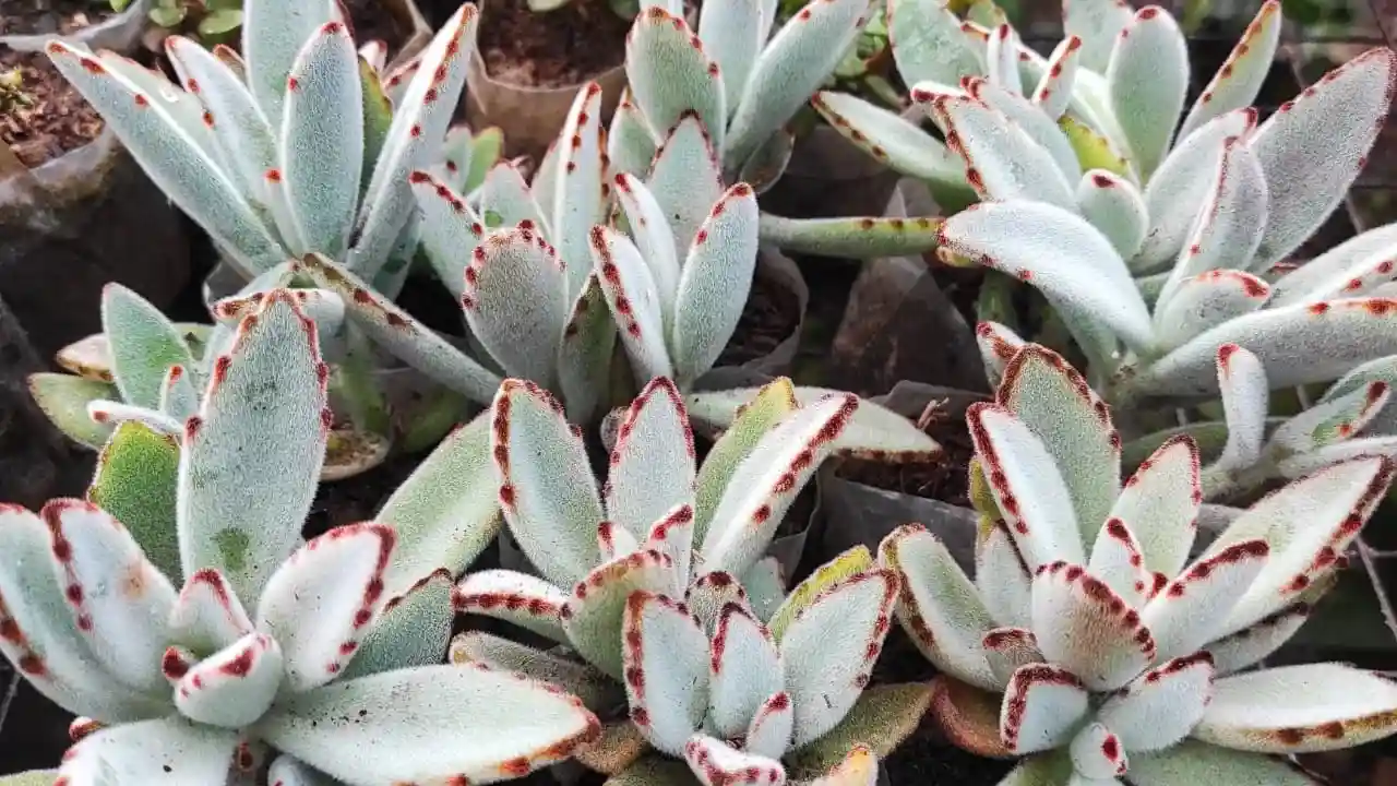 Panda Plant