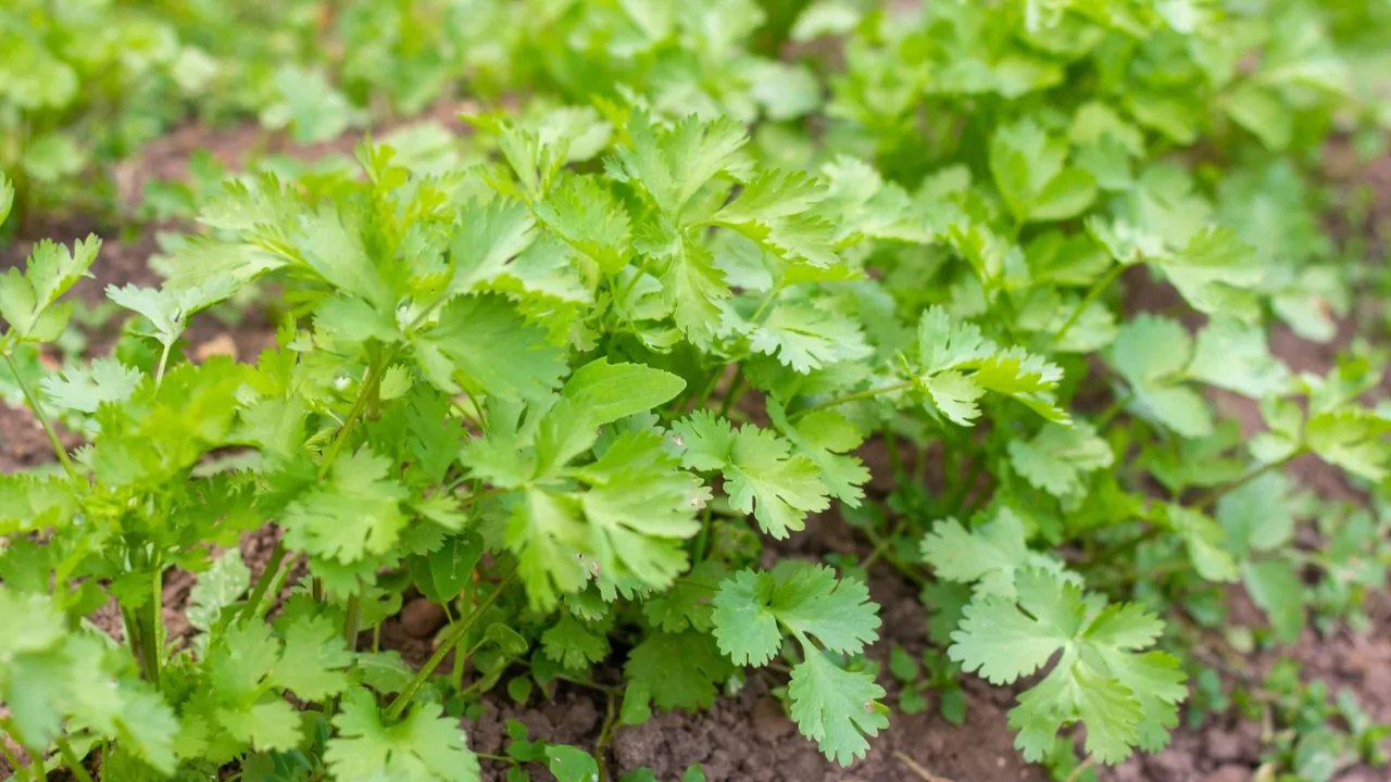 Parsley plant