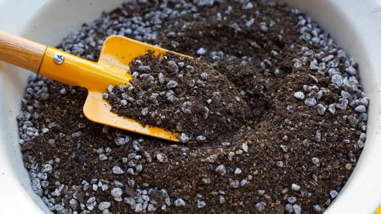 Rice Hulls vs Perlite: Which One is Better for plants? 2 Perlite soil mix 1