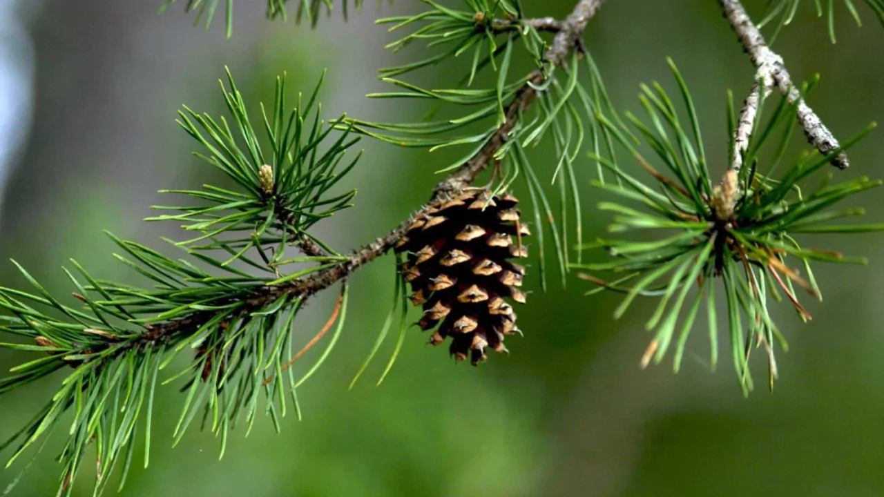 8 Plants That Do Not Like Pine Needles 2 Pine Needle Mulch