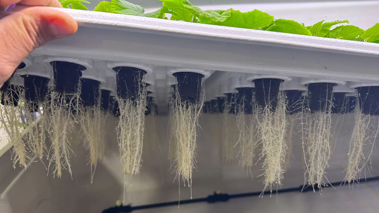 Aerogarden Lights Not Working (Troubleshoot and Fix) 3 Plant in aeroponics