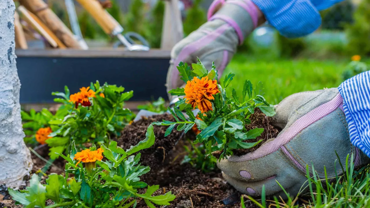 Do Marigolds Attract Bees into My Backyard