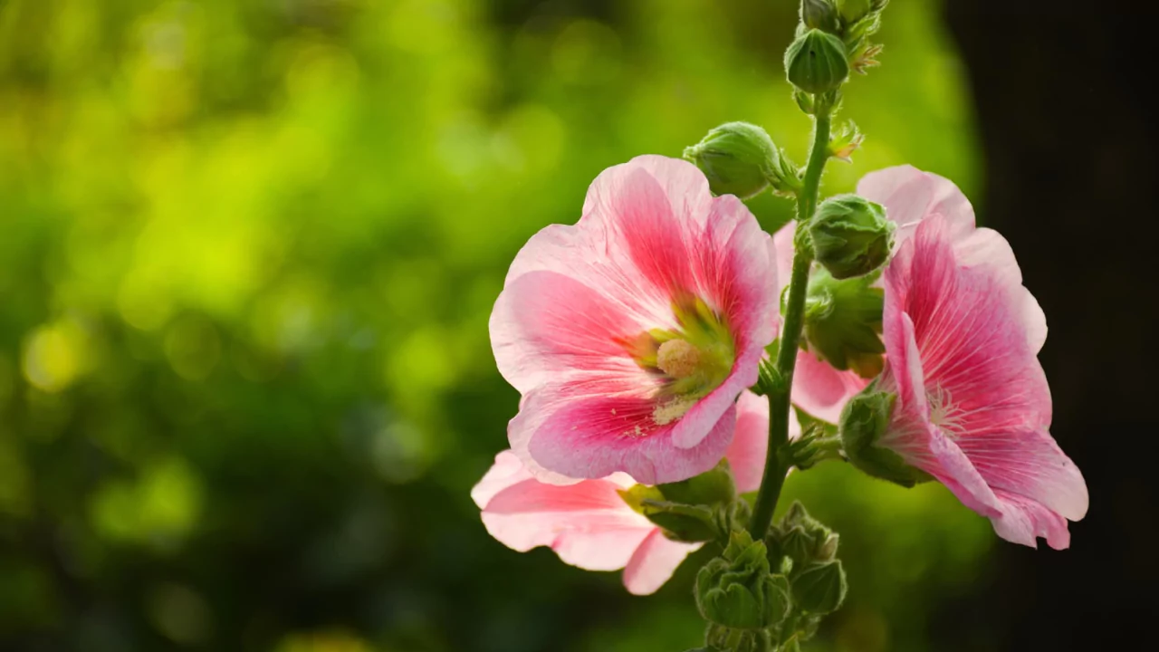 Can Hollyhocks Be Grown In Pots? 5 Planting hollyhocks in a pot