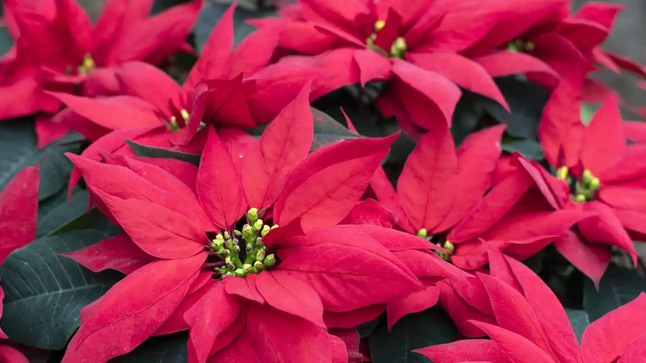 Poinsettias