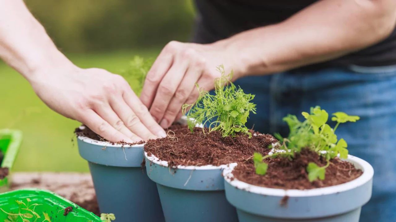 5 Best Organic Potting Soil For Herbs 3 Potting soil 1