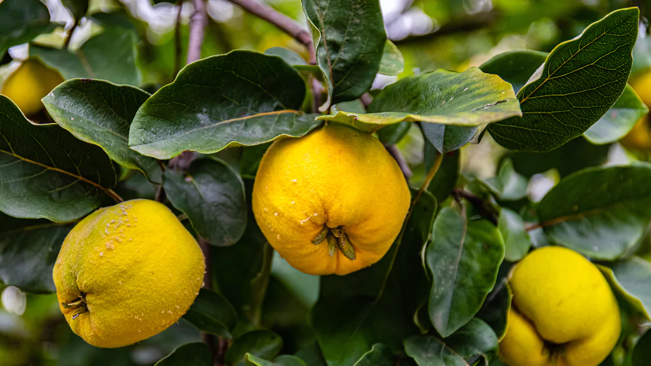 21 Yellow Fruits – Some May be New to You! 13 Quince
