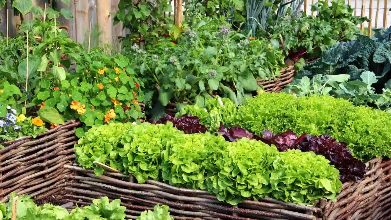 How to Fix Drooping Plants (Bring Your Plant Back to Life) 3 Raised garden bed herbs