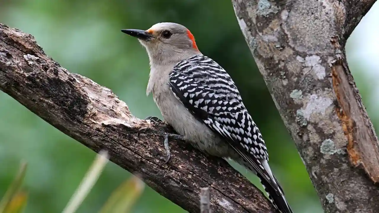 Everything You Need To Know About Woodpeckers In Missouri 9 Red Bellied Woodpeckers
