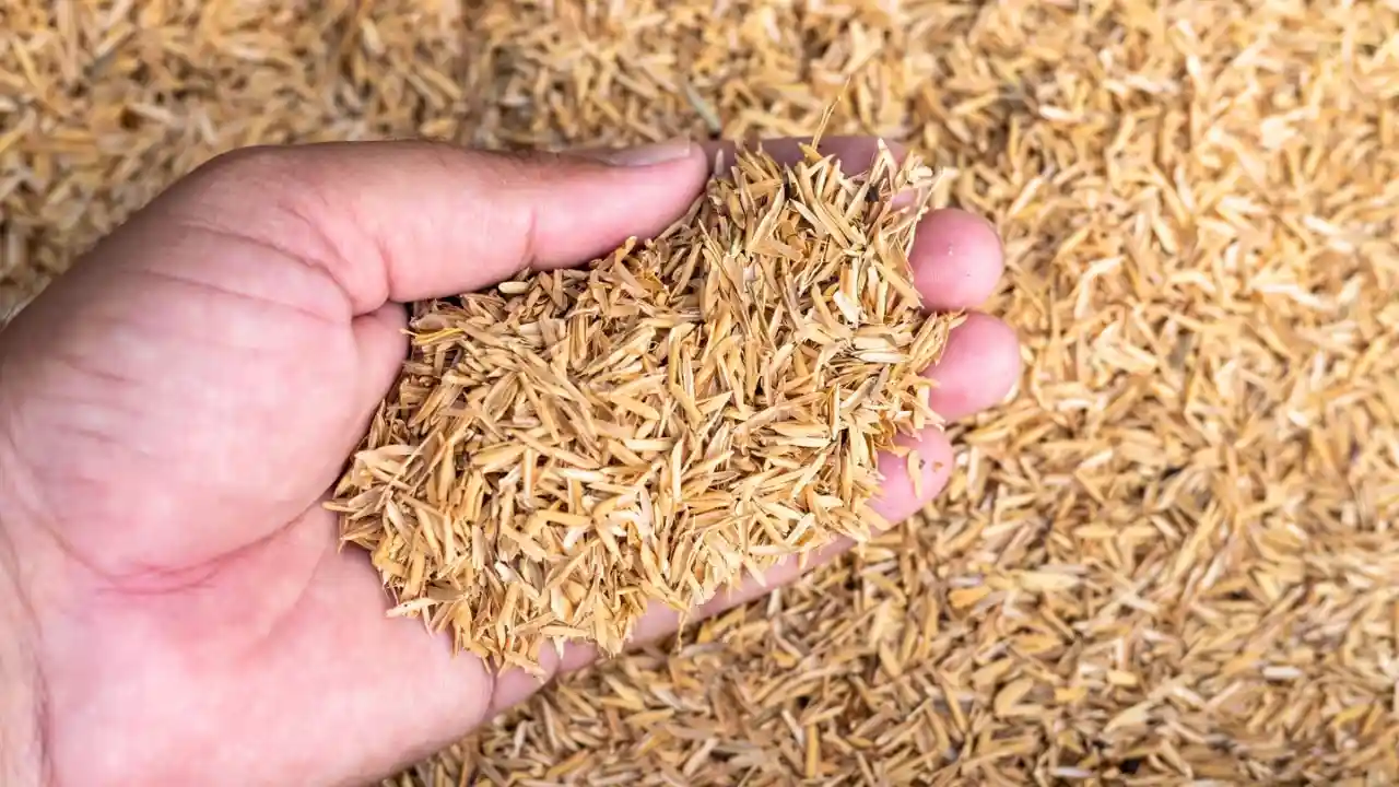 Rice Hulls vs Perlite: Which One is Better for plants? 1 Rice Hulls