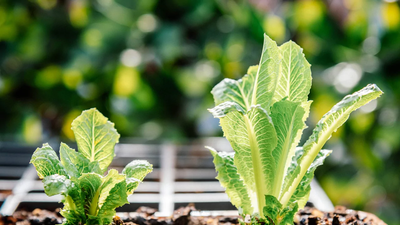 Romaine Lettuce