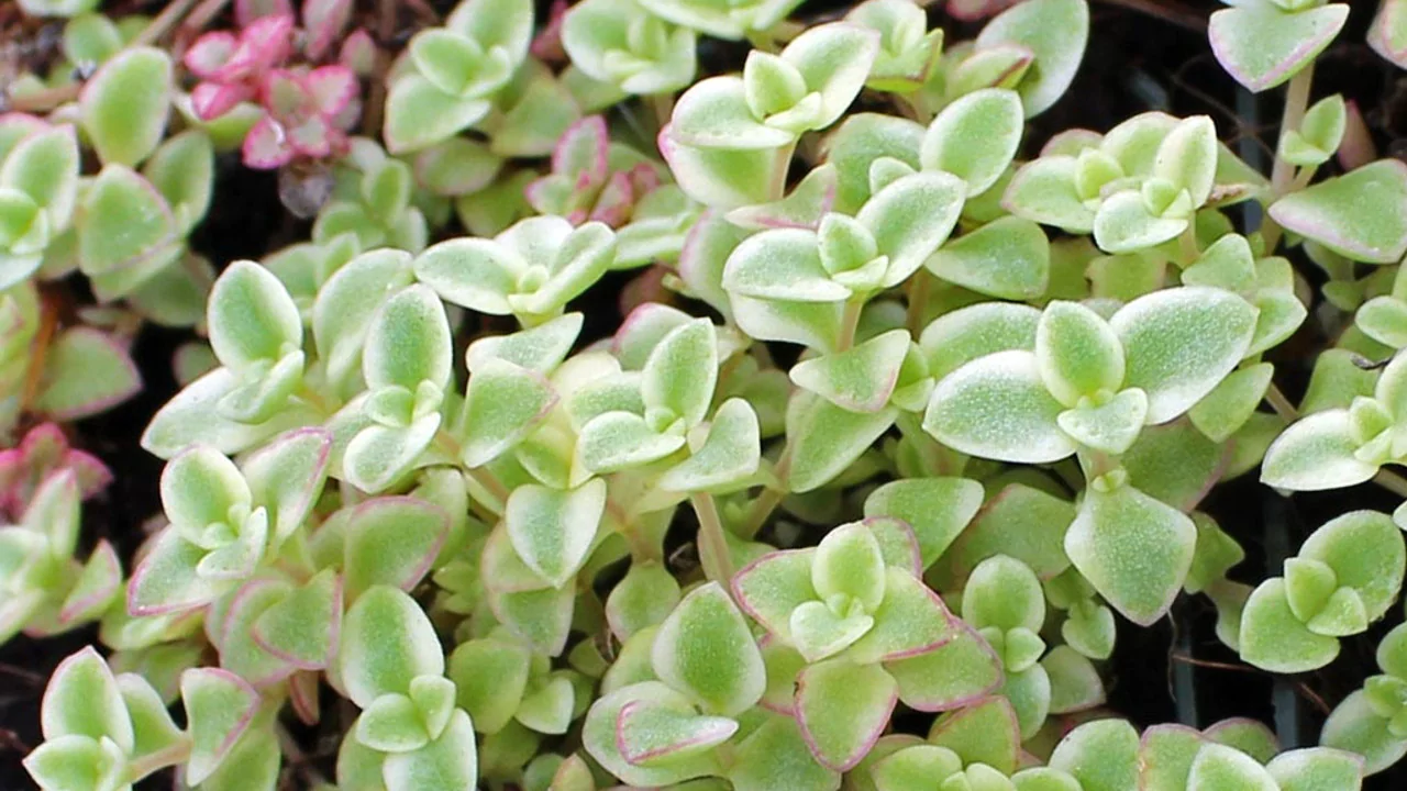 Sedum Little Missy 1